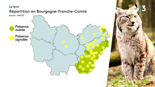 Des agneaux attaqués en Saône-et-Loire : le lynx serait-il présent ?