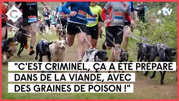 Canicross : le mystère des chiens empoisonnés - Le 5/5 - C à Vous - 13/03/2023