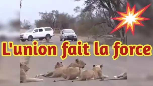 Ce sont la fierté du plus grand lion de tous les temps et bloquent ces pauvres