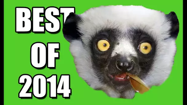 ZAPPING SAUVAGE - BEST OF 2014 - ZAPPING ANIMAUX