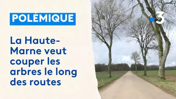 Polémique : la Haute-Marne envisage l'abattage massif des arbres situés le long des axes fréquentés