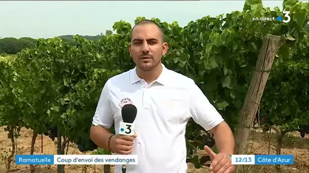 Début des vendanges dans le Var