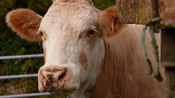 «Né, élevé et abattu à la ferme » : l’abattoir mobile se déplace chez les éleveurs bovins