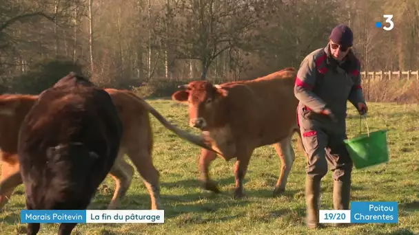 La fin du pâturage pour les vaches dans le Marais Poitevin avec l'arrivée de l'hiver