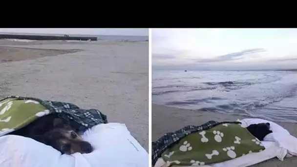 Un homme offre à sa chienne une ultime ballade paradisiaque à la plage avant de mourir
