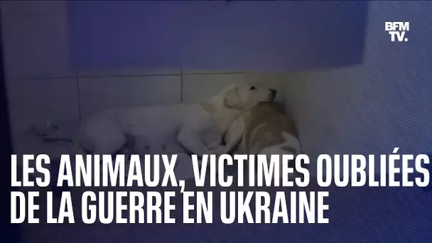 Les animaux, victimes oubliées de la guerre en Ukraine