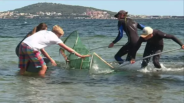 POISSONS HERBIERS ETANG DE THAU