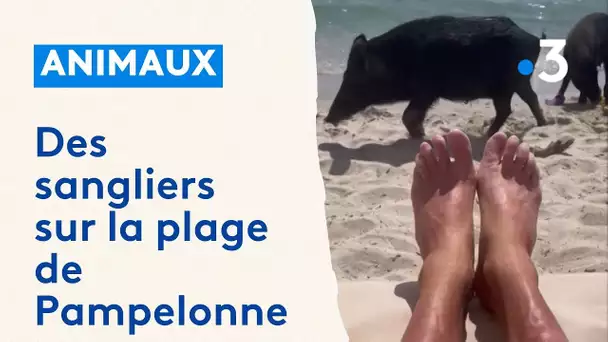 Des sangliers s’invitent sur la plage de Pampelonne