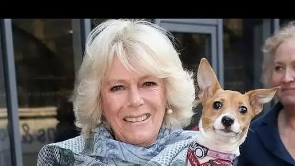 Les chiens de la reine consort Camilla deviendront de nouveaux cabots au palais de Buckingham
