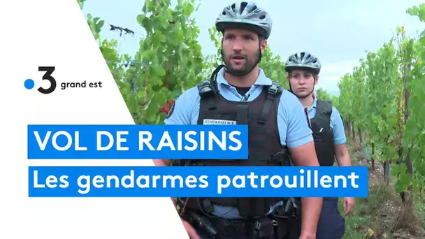 Vol de raisin en Alsace : les gendarmes patrouillent dans les vignobles et appellent à la vigilance