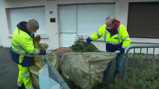 Au Havre, les sapins ont droit à une seconde après Noël