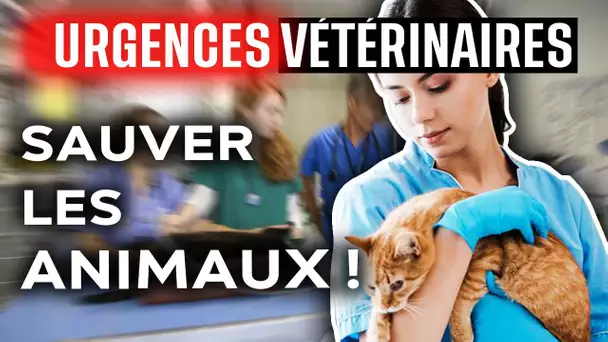 Urgences Vétérinaires : sauver les animaux !