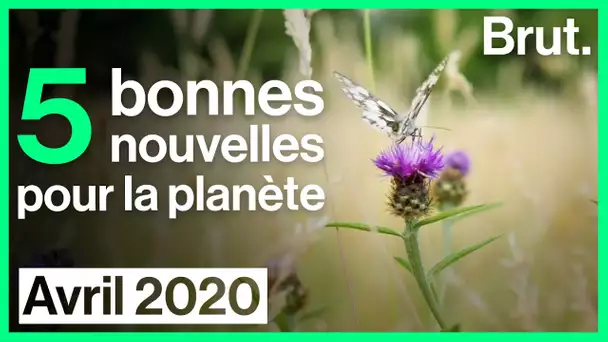 5 bonnes nouvelles pour la planète