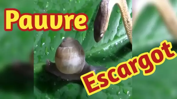 Les serpents attaquent l'escargot puis surprennent