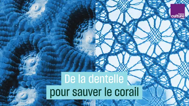 Jeremy Gobé utilise la dentelle pour sauver les coraux