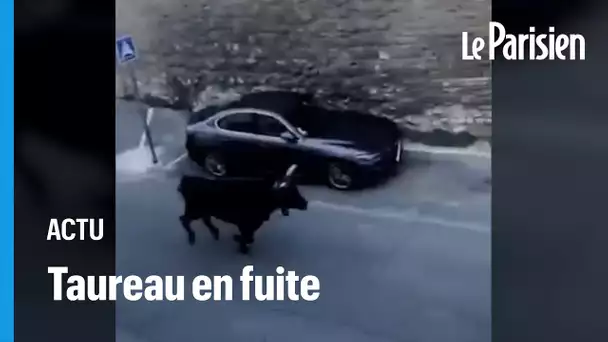 Un taureau s'échappe des arènes d'Arles et blesse une femme de 69 ans
