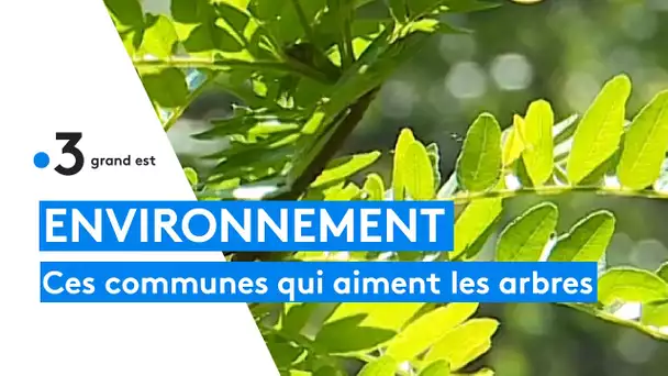 De plus en plus de communes se lancent dans la plantation d'arbres en Alsace