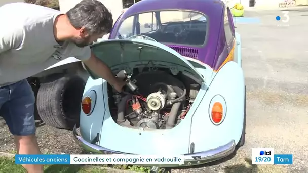 Coccinelles et compagnie en vadrouille dans le Tarn