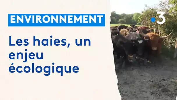 Environnement : la préservation des haies bocagères dans l’Avesnois
