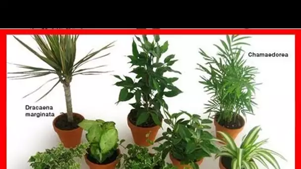 Liste des plantes dépolluantes qui purifient l’air de nos intérieurs