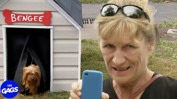 Le chien ne paye pas de taxes... | Juste Pour Rire Les Gags