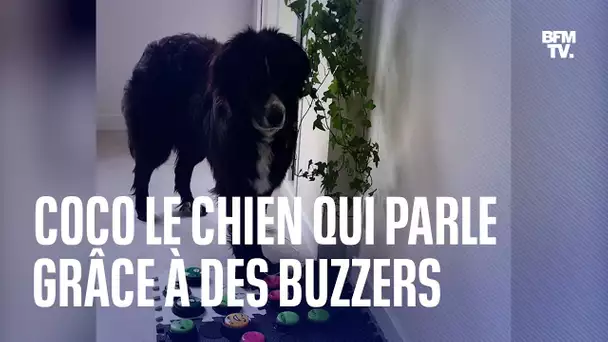 Coco le chien qui parle grâce à des buzzers