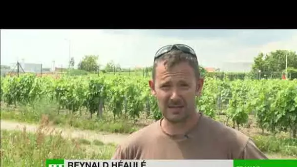 «Une mort économique» : dans le Loiret, un vigneron lutte contre l'agrandissement d'une déchetterie