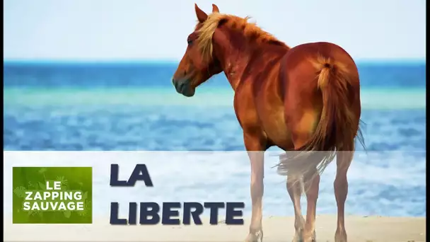 Rescapé d&#039;un naufrage, ce cheval est devenu sauvage - ZAPPING SAUVAGE 65