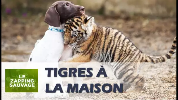 Un bébé tigre pour animal de compagnie - ZAPPING SAUVAGE 57