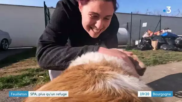 Dans les coulisses du refuge SPA des Cailloux de Dijon (1/4)