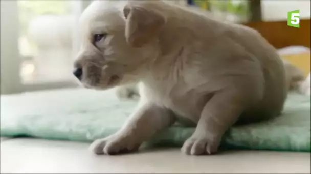 Ce chiot ouvre les yeux pour la 1ère fois - ZAPPING SAUVAGE