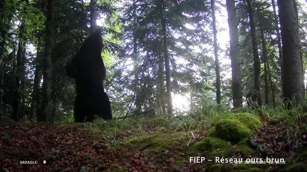 Béarn: rapport de suivi sur le réseau ours brun