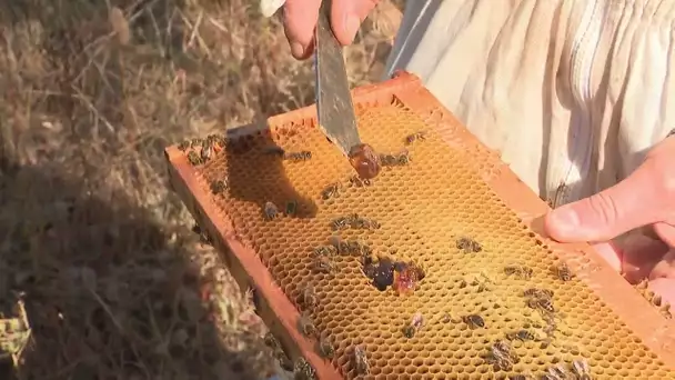 Per sti lochi in u Nebbiu, épisode 2 : Apiculture