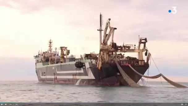 Un mastodonte des mer pêche (beaucoup) au large de la côte d'Opale