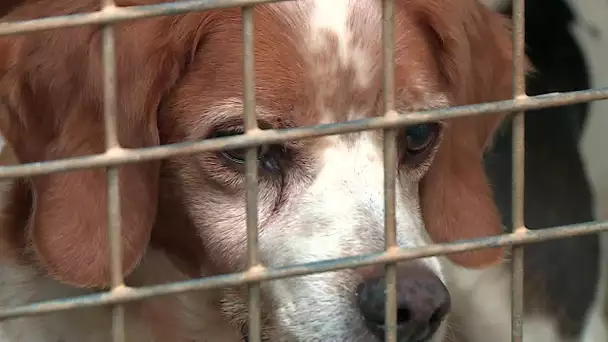 Montpellier : le refuge SPA saturé lance un appel à l'adoption d'animaux