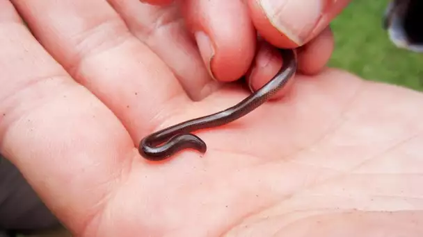 Le plus petit serpent du monde - ZAPPING SAUVAGE