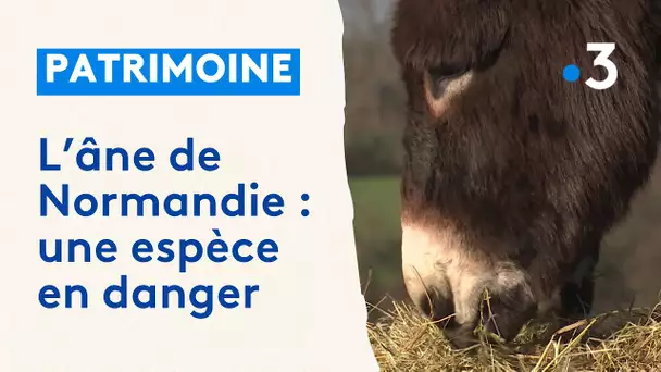 L'âne de Normandie est en voie d'extinction