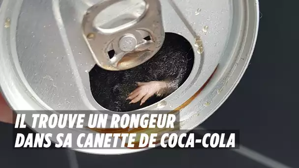 Il retrouve un rongeur dans sa canette de Coca-Cola