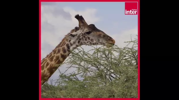 L’importance de l’amitié chez les girafes ! La chronique environnement