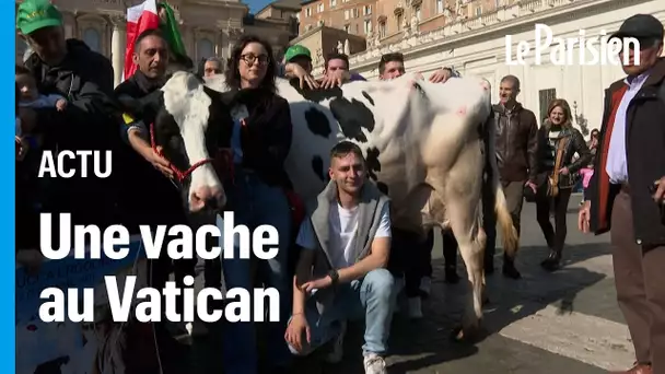 Vatican : une vache sur la place Saint-Pierre, en pleine prière du pape