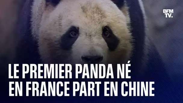 Le premier panda né en France part en Chine ce mardi