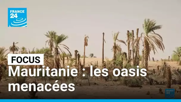 En Mauritanie, les oasis menacées par le changement climatique • FRANCE 24