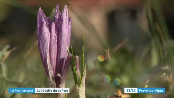 La récolte de safran vient de s’achever dans notre région.