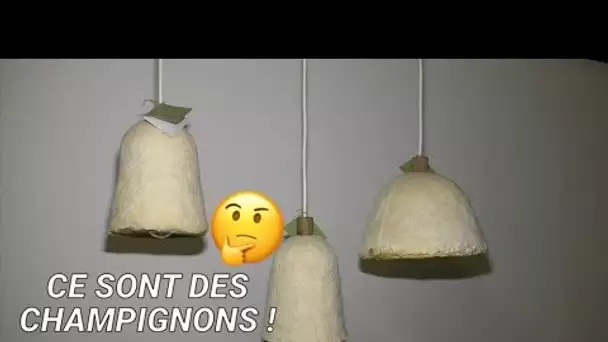Cette entreprise zéro déchet fabrique des lampes avec des champignons