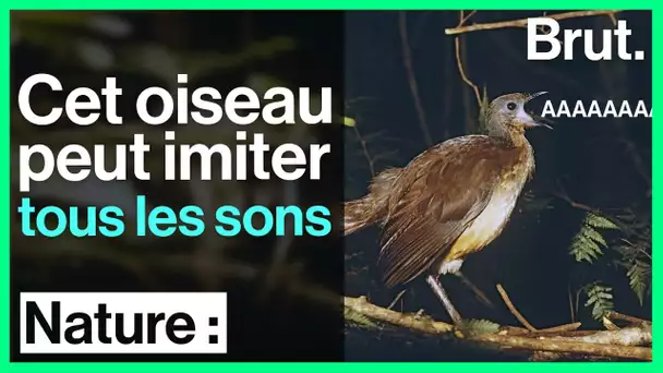 Cet oiseau possède l'un des chants les plus complexes du règne animal