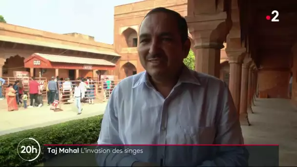 Taj Mahal :l'invasion des singes
