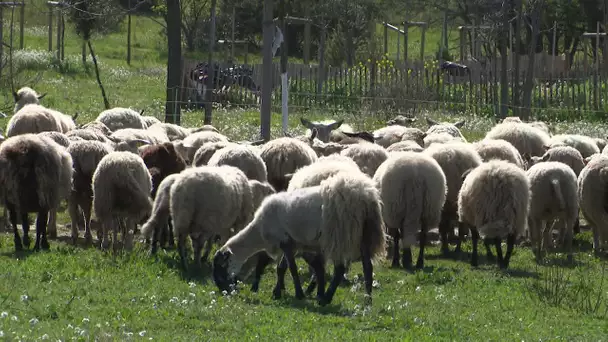 Montpellier: les moutons débroussailleurs sont de retour au parc Malbosc