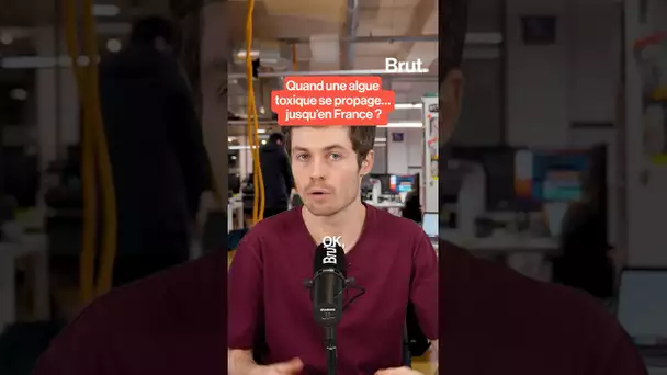 Une algue toxique débarque en France ?