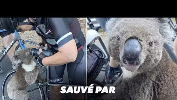En Australie, ce koala assoiffé secouru par une cycliste