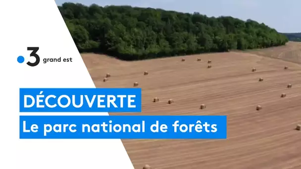 Découverte : le parc national de forêts en Haute-Marne